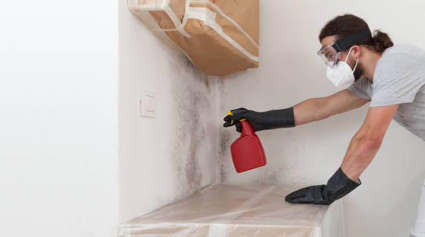 Professional Basement Mold Removal technician working in White Mills, KY