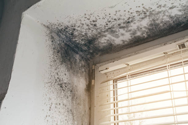 Affordable Basement Mold Removal solutions in White Mills, KY