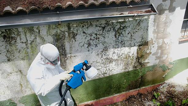 Top rated local Basement Mold Removal specialists in White Mills, KY